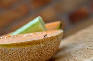 uploads/images/pest/musk fruitfly.jpg